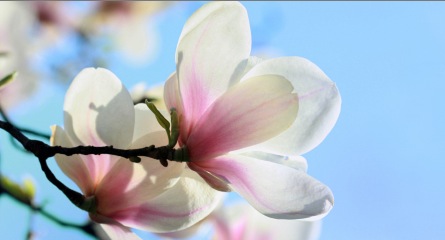 Mindfulness-meditation-magnolia-pink-white-flowers-blue sky