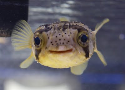 blowfish-smile